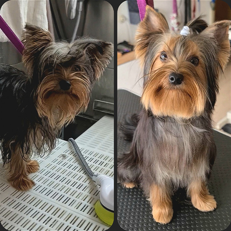 bellHAIR - vorher-nachher