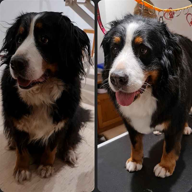 bellHAIR - vorher-nachher