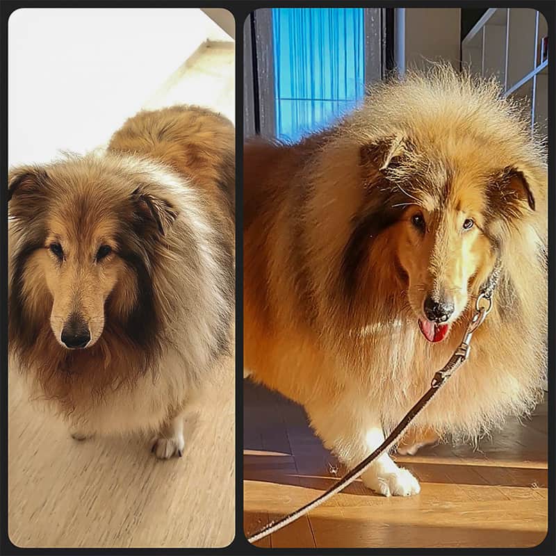 bellHAIR - vorher-nachher
